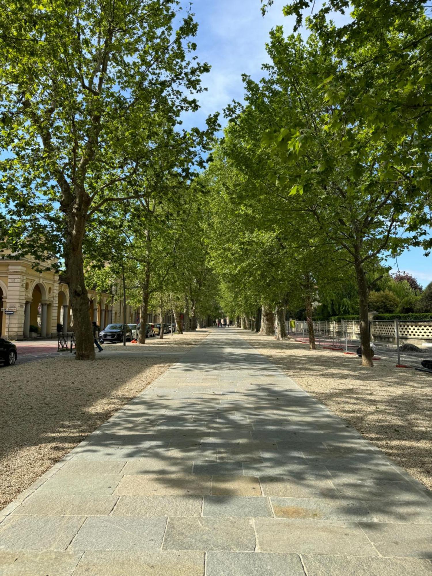 L'ulivo Cirie